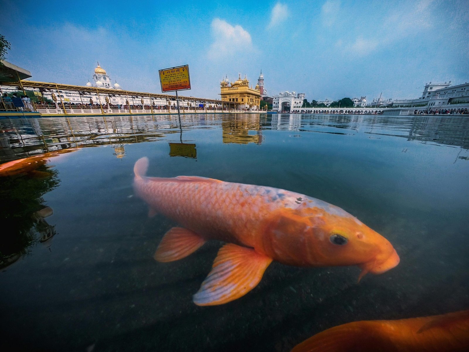 pexels-photo-5458389-5458389 Serene view of the Golden Temple with koi fish in the pond reflecting the iconic structure.